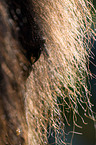 Icelandic horse eye