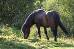 Icelandic horse