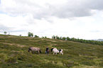 woman ans Icelandic horses