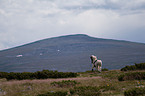 trotting Icelandic horse