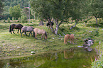 Icelandic horses