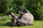 Icelandic horse