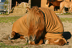 Icelandic horse