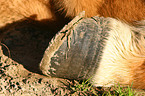 Icelandic horse hoof