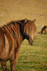 Icelandic horse portrait