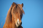 Icelandic horse portrait