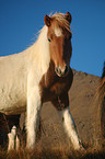 Icelandic horse