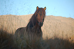 Icelandic horse