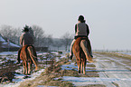riding Icelandic horses