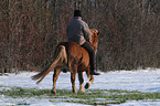 riding an Icelandic horse