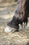 Icelandic horse hoofs