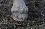 Icelandic horse hoof