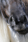 Icelandic horse mouth