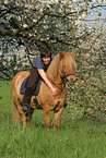 woman rides Icelandic horse