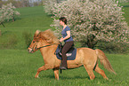 woman rides Icelandic horse in spring