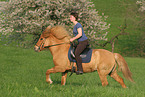 woman gallops with Icelandic horse