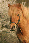 Icelandic horse Portrait