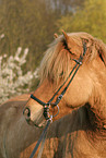 Icelandic horse Portrait