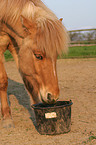 eating Icelandic horse