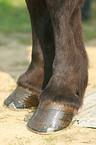 Icelandic horse hoofs