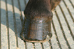 Icelandic horse hoof