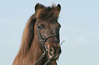 Icelandic horse portrait