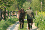 man with Icelandic horse