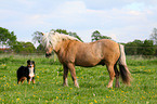 Icelandic horse and Australian Shepherd