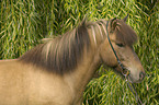 Icelandic horse portrait