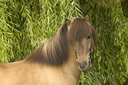 Icelandic horse portrait