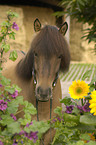 Icelandic horse portrait