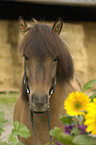 Icelandic horse portrait