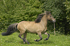 galloping Icelandic horse