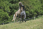 Icelandic horses