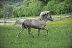 trotting Icelandic horse