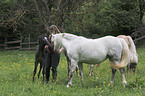 Ponies