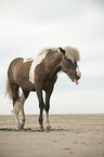 walking Icelandic horse