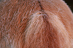 Icelandic horse tail