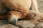 Icelandic horse hind quarters