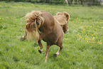 running icelandic horse