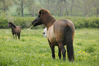 grazing Icelandic Horse
