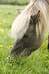 grazing Icelandic Horse