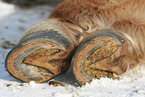 Icelandic horse hoofs