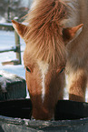 drinking Icelandic horse