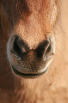 Icelandic horse mouth