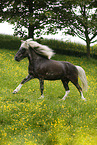 galloping Icelandic horse