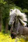 Icelandic horse Portrait