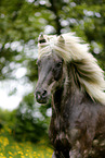 Icelandic horse Portrait
