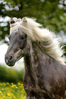 Icelandic horse Portrait