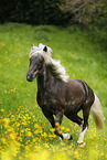 galloping Icelandic horse